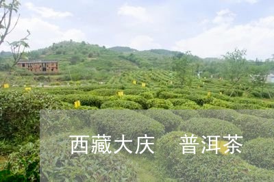 西藏大庆 普洱茶/2023041023037